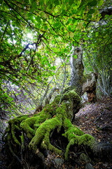 Raices con musgo