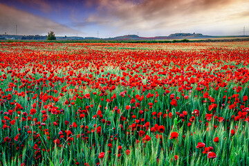 Campo de trigo con amapolas