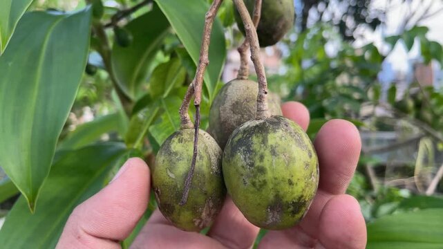 Hand Picking Raw Hog Plum (Green Ambarella) &ndash; Sour Tropical Fruit on Tree