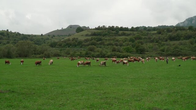 Herd of Simmental cows grazing peacefully on a lush green meadow near Rimetea village in Transylvania, Romania.