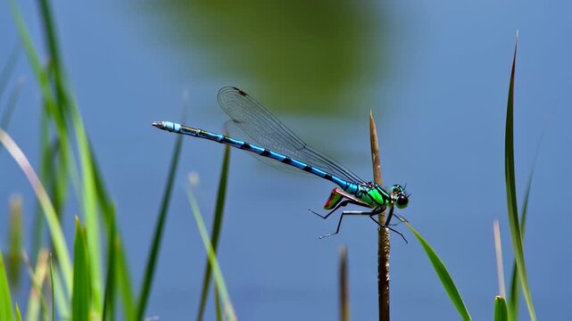A vibrantly colored dragonfly perches on a reed with background of water and foliage