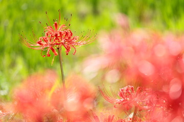 赤い彼岸花
