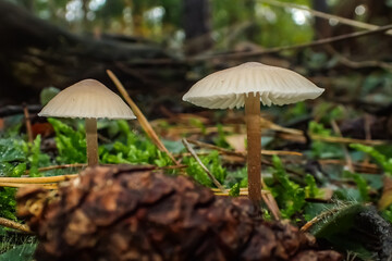 Close-up of two small mushrooms growing among moss and pine needles on a forest floor, showing delicate gills and natural woodland textures