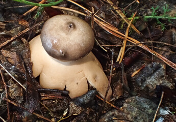 Earthstar fungus (Geastrum) on forest floor among wet leaves and pine needles, showing its star-shaped outer layer and spore sac in natural light