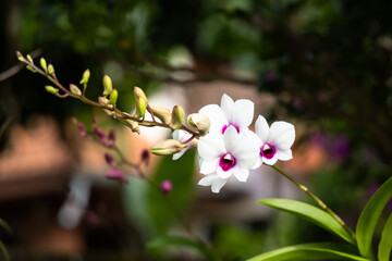 Den. Jade Classic Orchids flowers blooming in the garden.