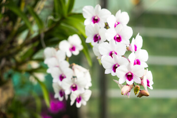 Den. Jade Classic Orchids flowers blooming in the garden.