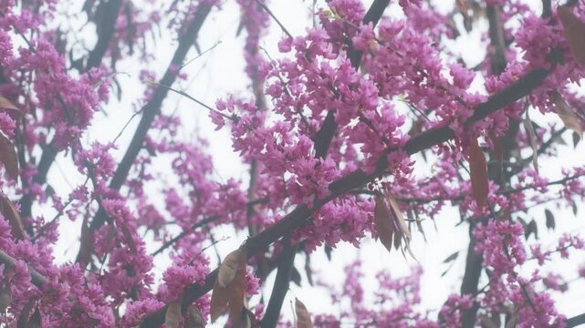 Bright pink flowers on a branch. A tree blooming in spring with beautiful inflorescences. Eastern redbud during flowering.