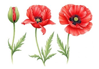 Red poppy flower illustrations isolated on transparent background isolated on transparent background
