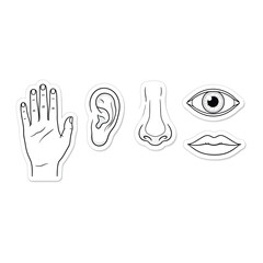 Fototapeta premium Simple line drawings of human senses and body parts