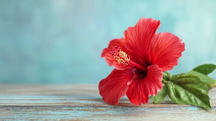 Vibrant red hibiscus flower on rustic wooden table with calming blue background, perfect for design projects