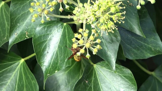 European hornet pollinating common ivy flowers