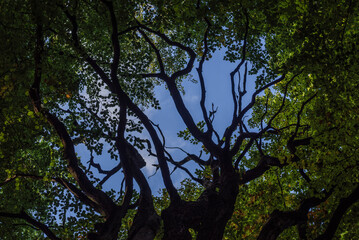 Fototapety na wymiar - Fototapeta24.pl