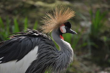Grue Royale, (Balearica regulorum), Grey Crowned Crane