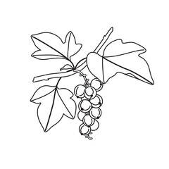 Black and White Outline Drawing Currant Branch