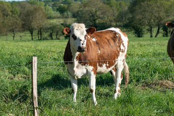 Génisse de race Normande dans un champ avec une clôture en fil de fer barbelé © Johanna