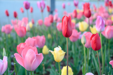 Beautifully blooming tulip flowers in a flower garden at Odaiba. Spring blossom background.