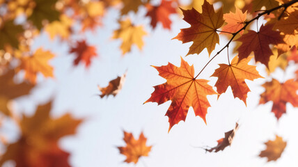 Golden Autumn Maple Leaves Falling from Tree