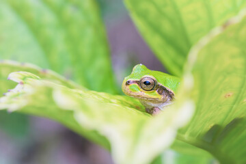 紫陽花の葉に隠れて獲物を待つアマガエル
