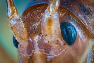 カマドウマの複眼
