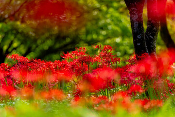 彼岸花の妖艶な美しさ
