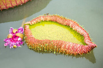Victoria waterlily leave on day noon light.