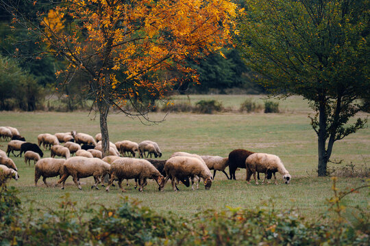 herd of sheep in autumn