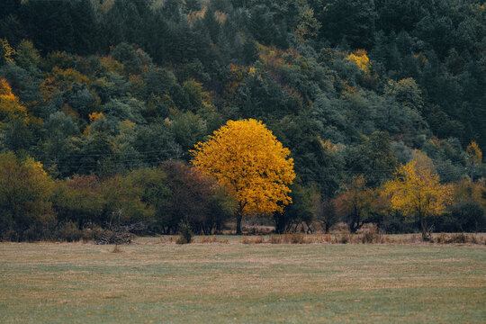 Yellow tree in the autumn forest