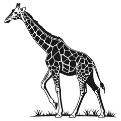 Isolated young giraffe vector silhouette illustration of a tall wild mammal standing on a white background