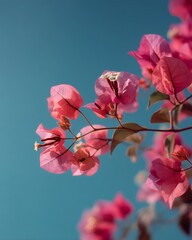 Pink Bougainvillea blossom against clear blue sky authentic teaching moment realistic human expression natural soft lighting shallow DOF cinematic tone photorealistic DSLR photo 85mm lens professional