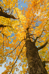 Low-Angle View of Two Maple Trees with Vibrant Yellow Autumn Leaves Against Blue Sky