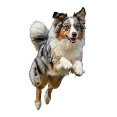 Blue Merle Australian Shepherd dog leaping in the air, showcasing agility and joy against a clean white backdrop,perfect for pet-related designs and projects