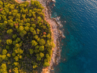 Top-down aerial of dense coastal forest meeting turquoise shoreline