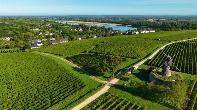 High angle Drone Point of View on Vineyards in Montosoreau, Maine et Loire department in Western France on summer day in september. Grapes are being harvested by a Combine Harvester.