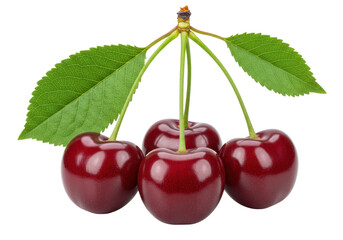 Isolated dark red cherries with stems and green leaves, fruit still life, fresh produce