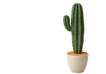 Isolated, realistic cactus growing in modern pot, decorative houseplant, home decor