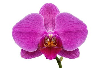 Isolated Magenta Orchid Blossom Beauty, Vibrant Floral Nature, Fresh Spring Cut Flower