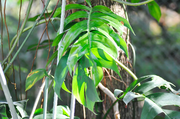 Mini Monstera, Monstera deliciosa Liebm or Philodendron ginny or Rhaphidophora terrasperma or monstera