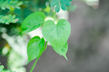 heart shape leaf or apocynaceae, Telosma cordata or Tonkin creeper