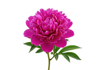 Isolated deep pink peony flower close up beautiful petals fresh bloom for product cutout