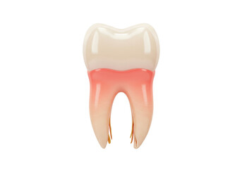 Isolated single molar with red and inflamed gum, highlighting gum disease issues
