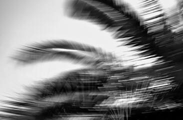 Abstract and blurry image of palm trees in black and white