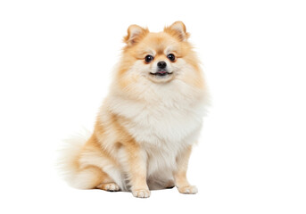 Isolated fluffy tan Pomeranian dog sitting patiently, facing camera, adorable happy pet