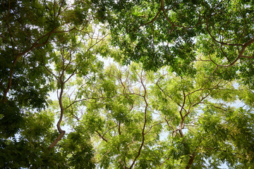 Sunlight filters through green tree leaves, creating a serene and peaceful atmosphere in a tranquil forest setting