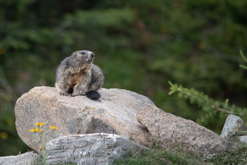 Marmotte, Alpes Suisse 2021