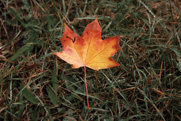 Single orange maple leaf with natural imperfection lying on dewy grass, symbol of autumn season and change in nature.