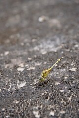 Vertical macro of yellow dragonfly perched still
