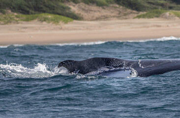 Fototapeta premium Baleineau à bosse, Afrique du Sud 2022