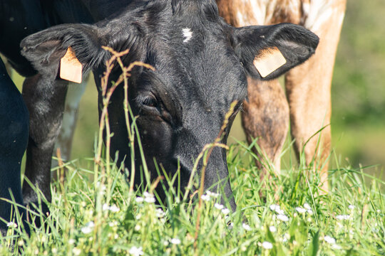 T&ecirc;te de g&eacute;nisse de race Prim&rsquo;holstein en train de brouter de l'herbe