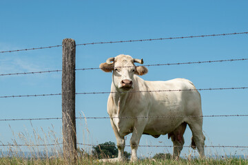 Vache Charolaise avec cornes derri&egrave;re une cl&ocirc;ture de fil barbel&eacute;