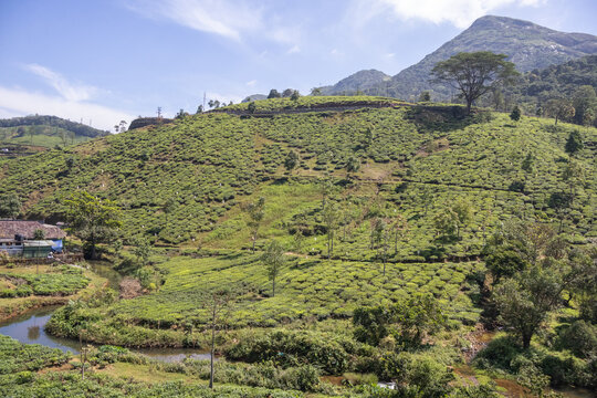 Kerala&rsquo;s Idukki tea garden: geometric rows, scattered shade trees, winding trails, and natural tranquility merge on scenic plantation hills